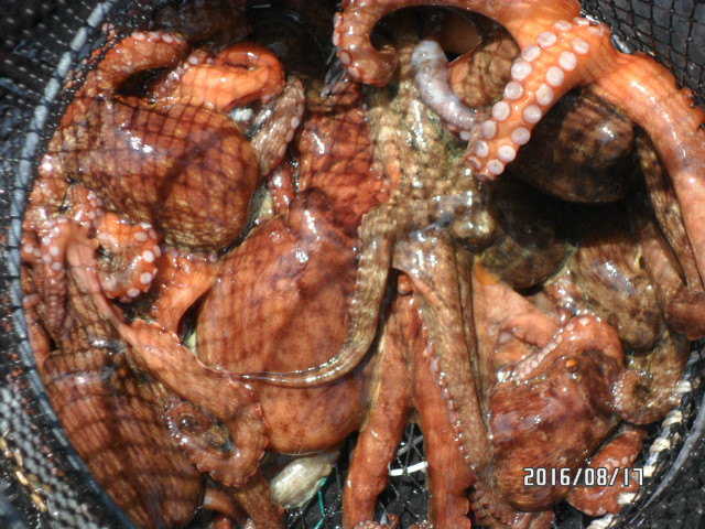 바다낚시 > 점주선장조황 > 가자호 돌문어 마구 마구 올라오네요 금,토,일 예약가능 가자호 돌문어 마구 마구 올라오네요 금토일 예약가능